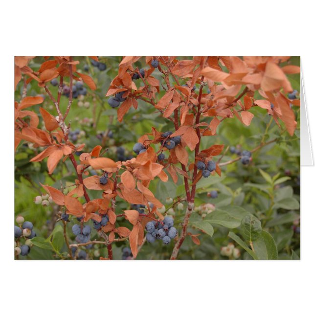 Blueberries in the Summer (Front Horizontal)