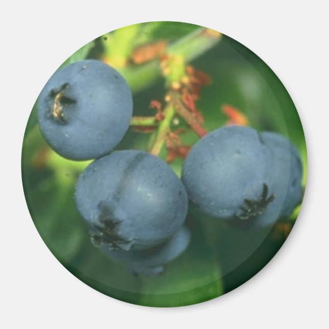 BLUEBERRIES MAGNET (Front)