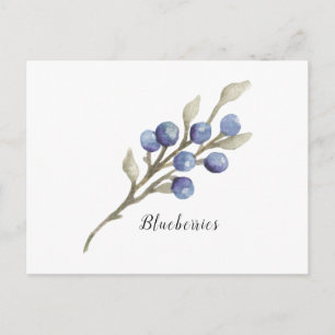 Blueberries on Branch Watercolor Postcard