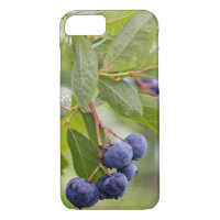 blueberries on bush