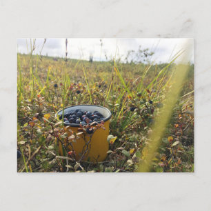 Blueberries on the Alaska tundra Postcard