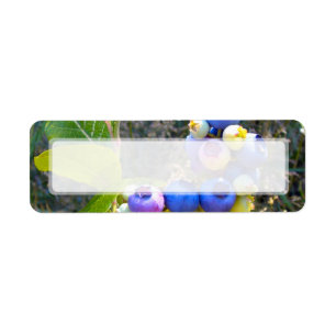 Blueberries On The Bush