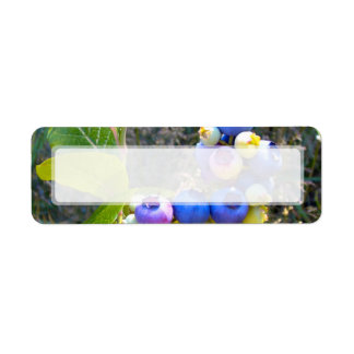 Blueberries On The Bush