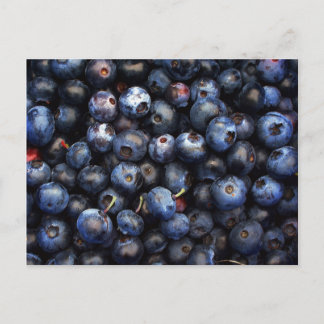 Blueberries Postcard