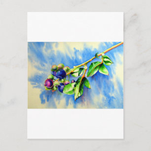 Blueberries Postcard