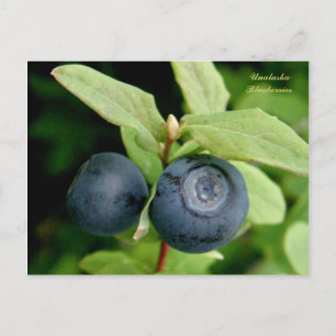 Blueberries, Unalaska Island Postcard