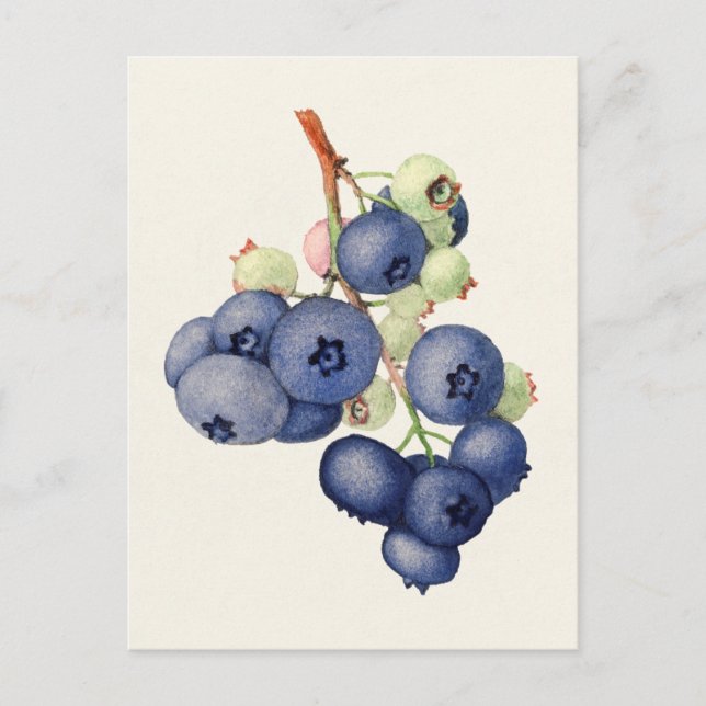 Blueberries (Vaccinium Corymbosum) Fruit Painting Postcard (Front)
