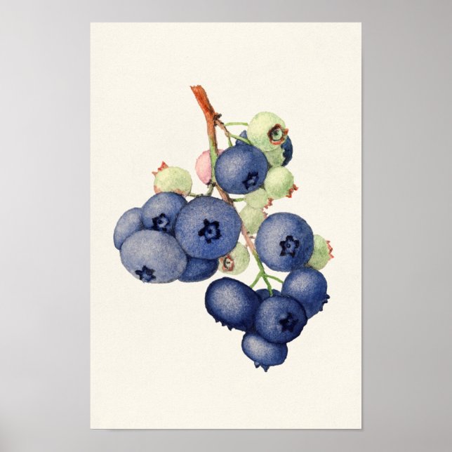 Blueberries (Vaccinium Corymbosum) Fruit Painting Poster (Front)