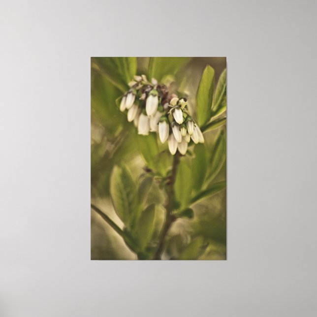 Blueberry 585 canvas print (Front)