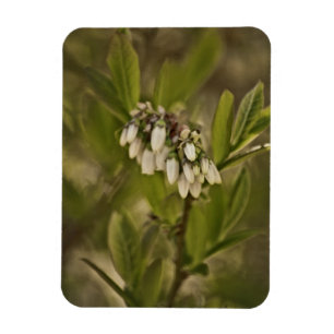 Blueberry 585 magnet