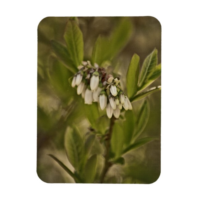 Blueberry 585 magnet (Vertical)