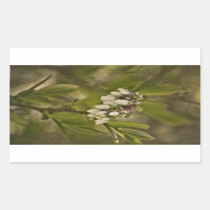 Blueberry 585 rectangular sticker