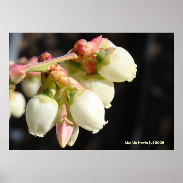 Blueberry Blossom Cluster Poster (Front)