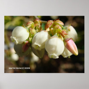 Blueberry Blossoms Poster