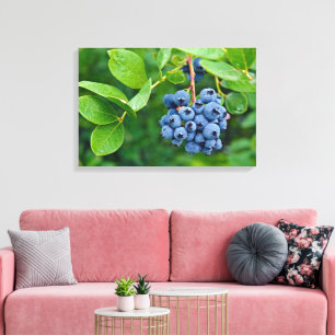 blueberry bunch on bush canvas print