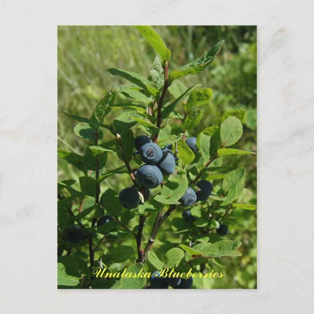 Blueberry Bush, Unalaska Island Postcard (Front)