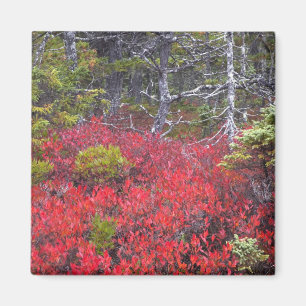 Blueberry bushes and pines magnet