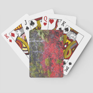 Blueberry bushes and pines playing cards