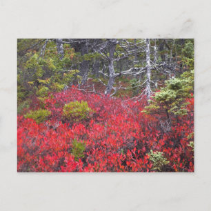 Blueberry bushes and pines postcard
