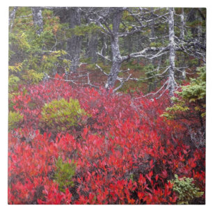 Blueberry bushes and pines tile
