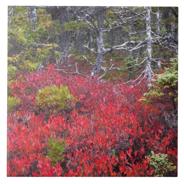 Blueberry bushes and pines tile (Front)
