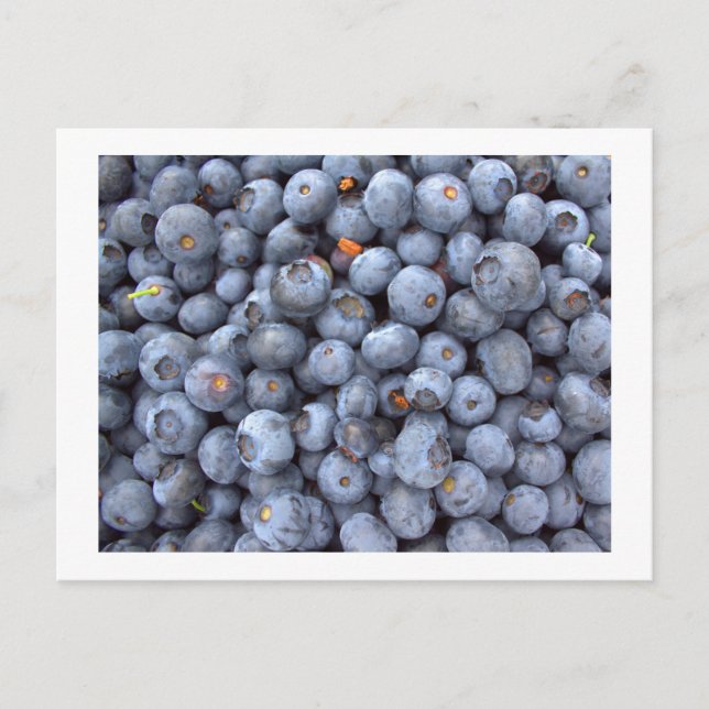 blueberry fruits, photo taken in a blueberry farm postcard (Front)