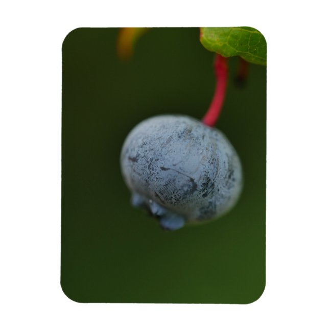 Blueberry Magnet (Vertical)