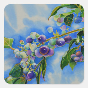 Blueberry watercolor painting square sticker
