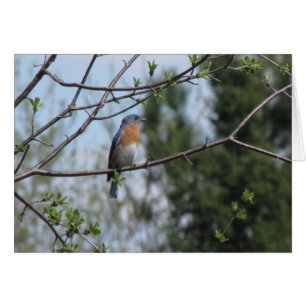 Bluebird