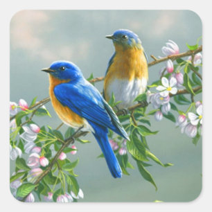 Bluebird. American Eastern Bluebird Sialia sialis Square Sticker