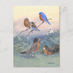 Bluebird and Robin Vintage Postcard