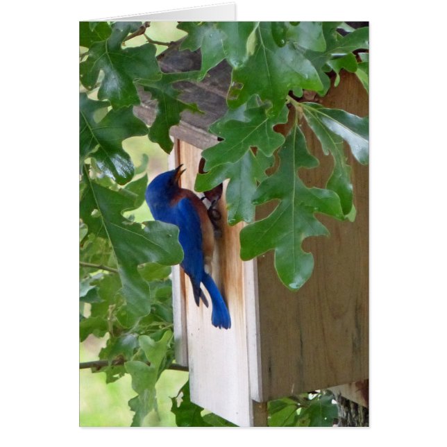 Bluebird at Home (Front)