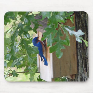 Bluebird at Home Mouse Mat