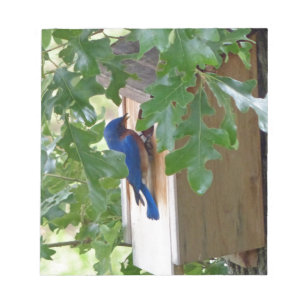 Bluebird at Home Notepad
