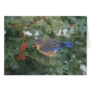 Bluebird & Berries
