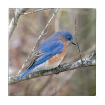 Bluebird Blue Bird in Tree