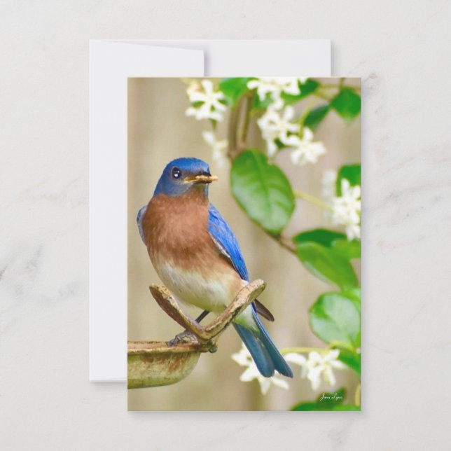 Bluebird card Nature note card (Front)