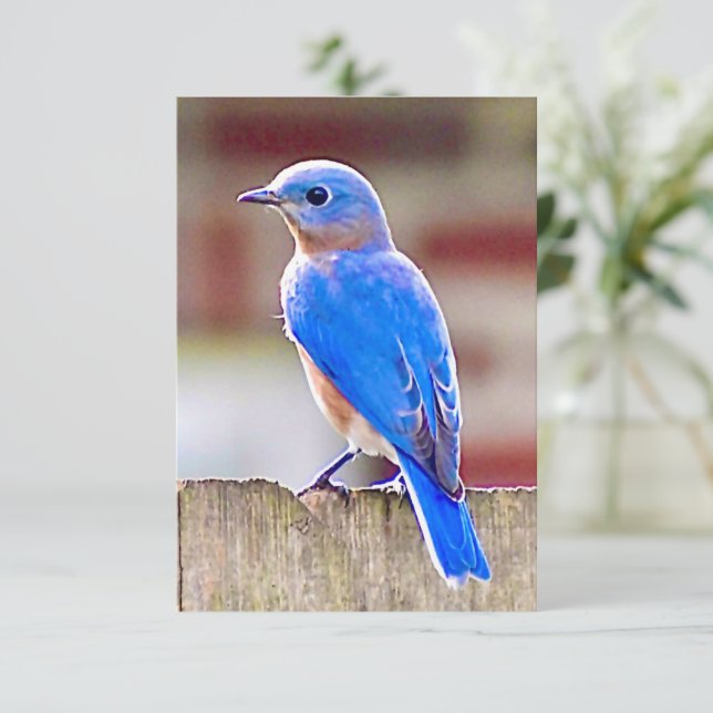 Bluebird card Nature note card (Standing Front)