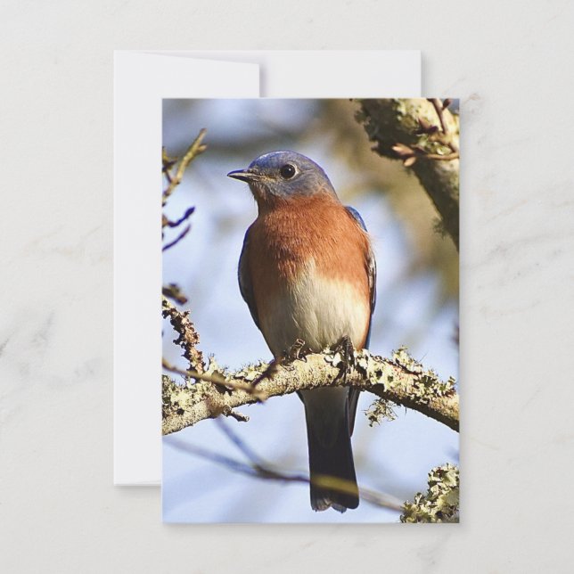 Bluebird card Nature note card (Front)