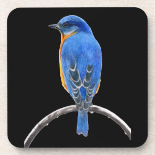 Bluebird Coaster