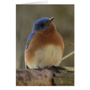 Bluebird Greeting Card