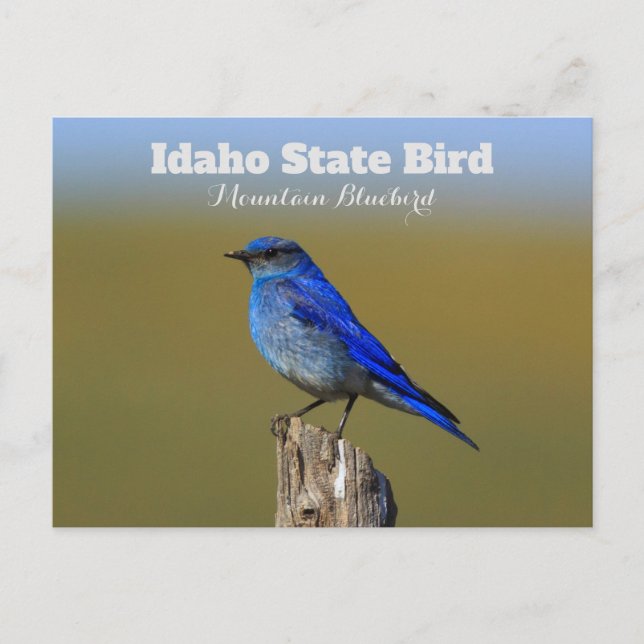 Bluebird Idaho State Bird Postcard (Front)