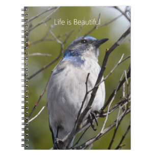 Bluebird in Tree (my photography) Notebook