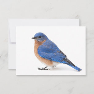 Bluebird Invitation