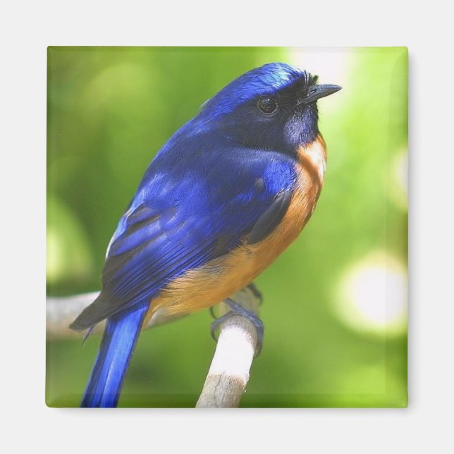 Bluebird Magnet (Front)