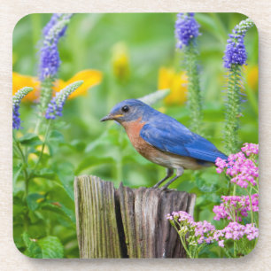 Bluebird male on fence post in flower garden coaster
