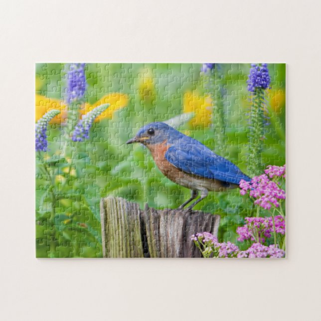 Bluebird male on fence post in flower garden jigsaw puzzle (Horizontal)