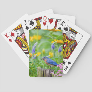 Bluebird male on fence post in flower garden playing cards