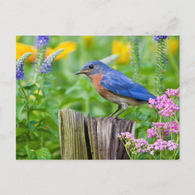 Bluebird male on fence post in flower garden postcard (Front)