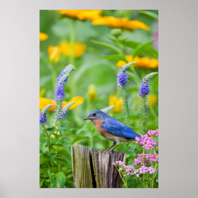 Bluebird male on fence post in flower garden poster (Front)